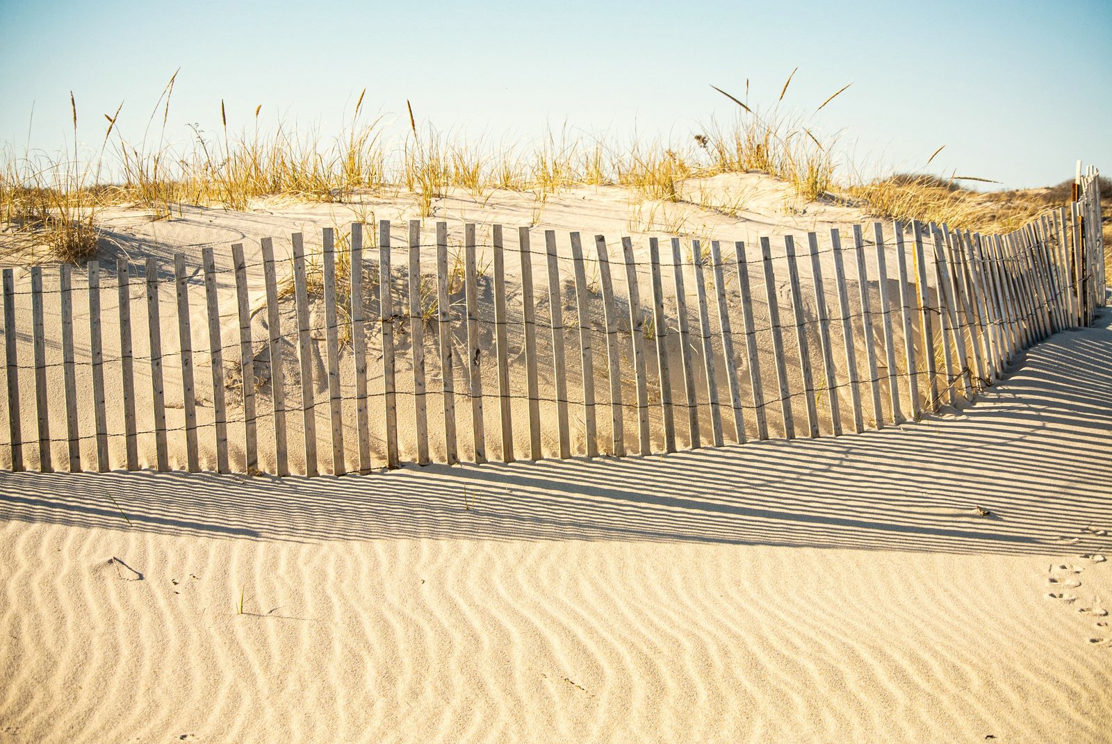 A wooden sand fence running over a dune of beach grass.